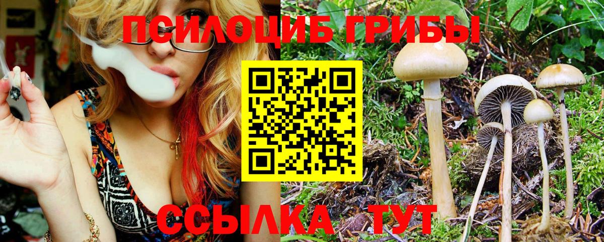 Галлюциногенные грибы Psilocybe Сосновоборск